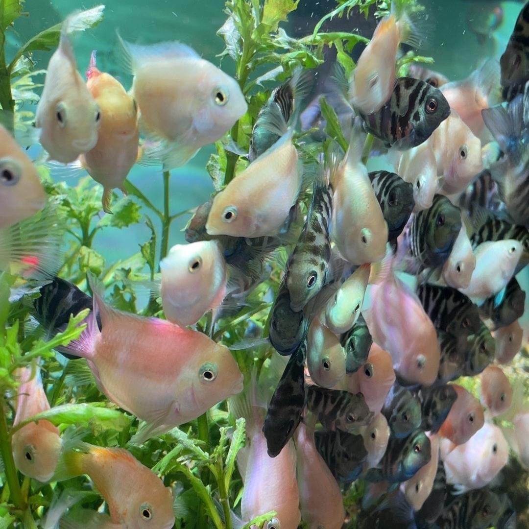司柠家水族馆