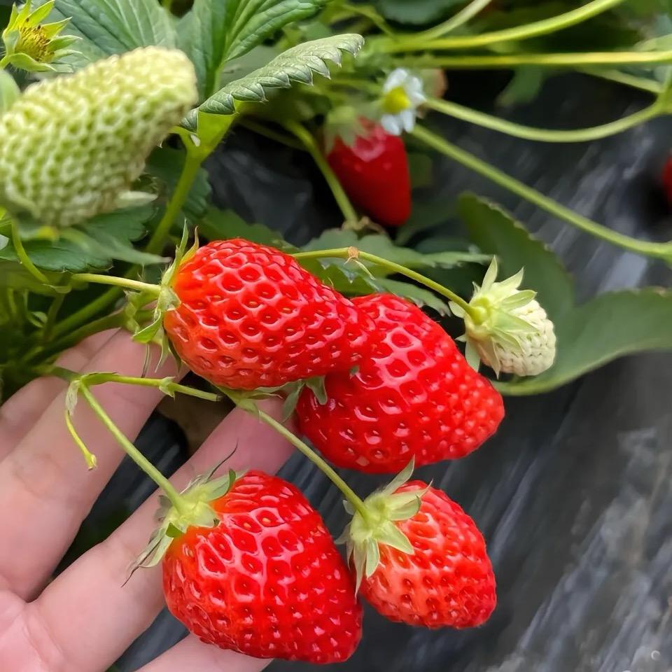 小草莓🍓🍓