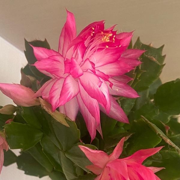 潍坊叶仙嫁接蟹爪兰