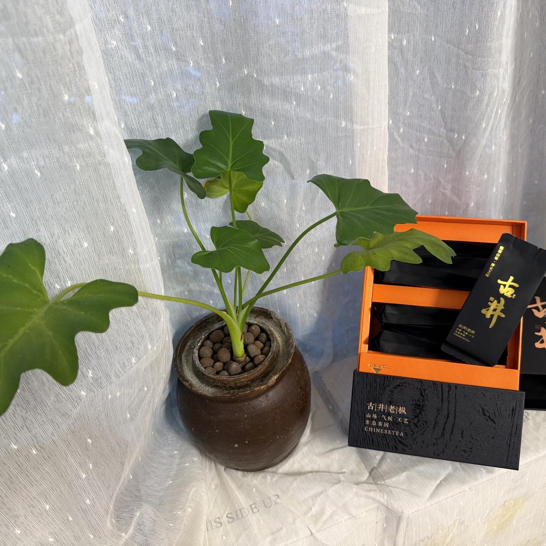 寻吾茶器