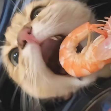 宇宙超级无敌霹雳爆炸猪猪侠