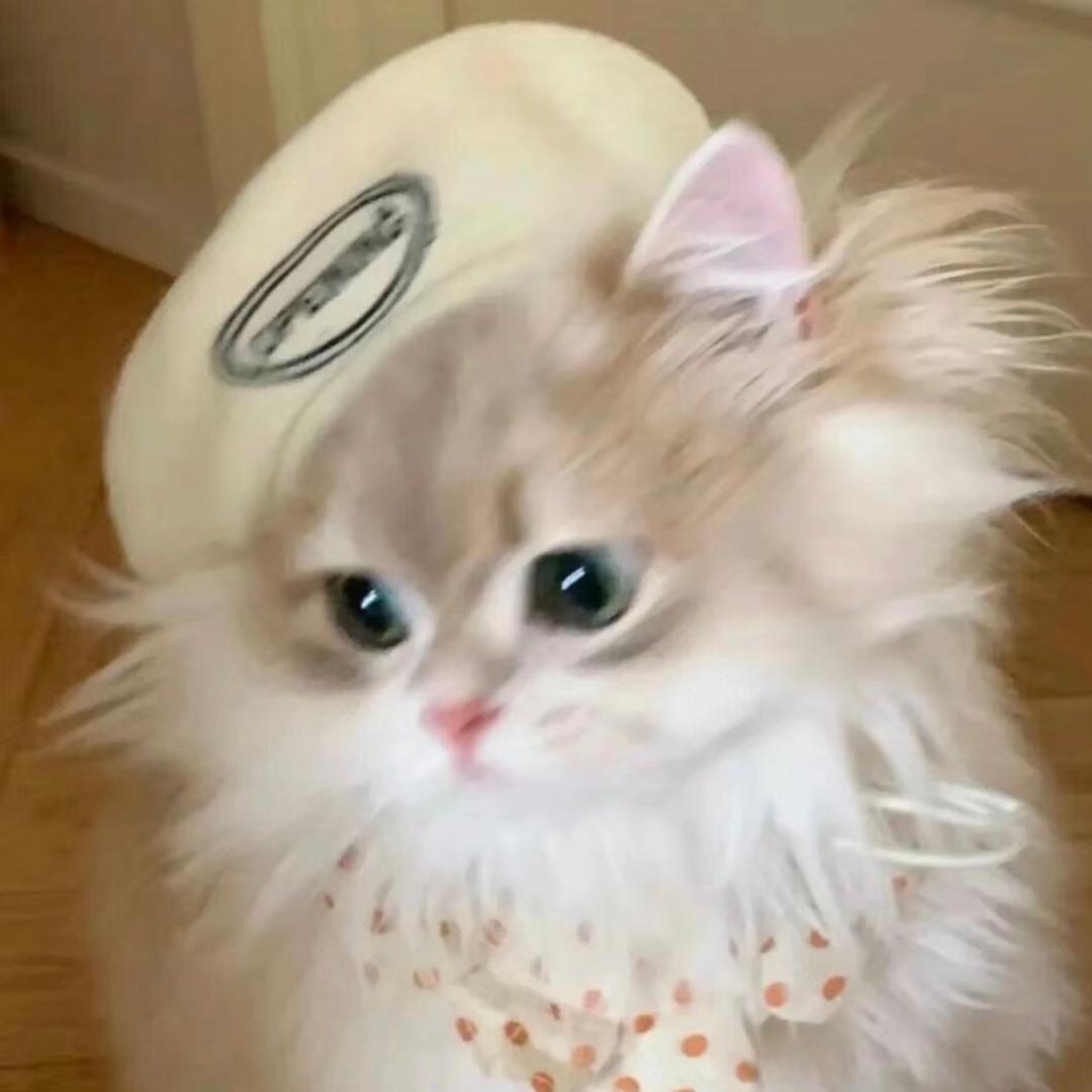 吨吨🫧