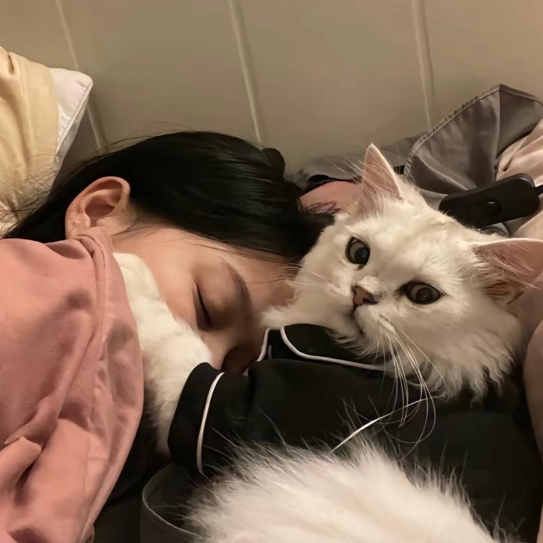 七七是只猫