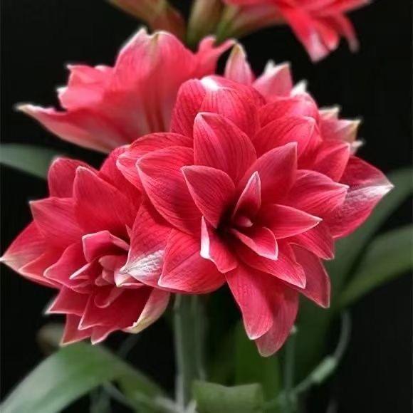花遇你花卉