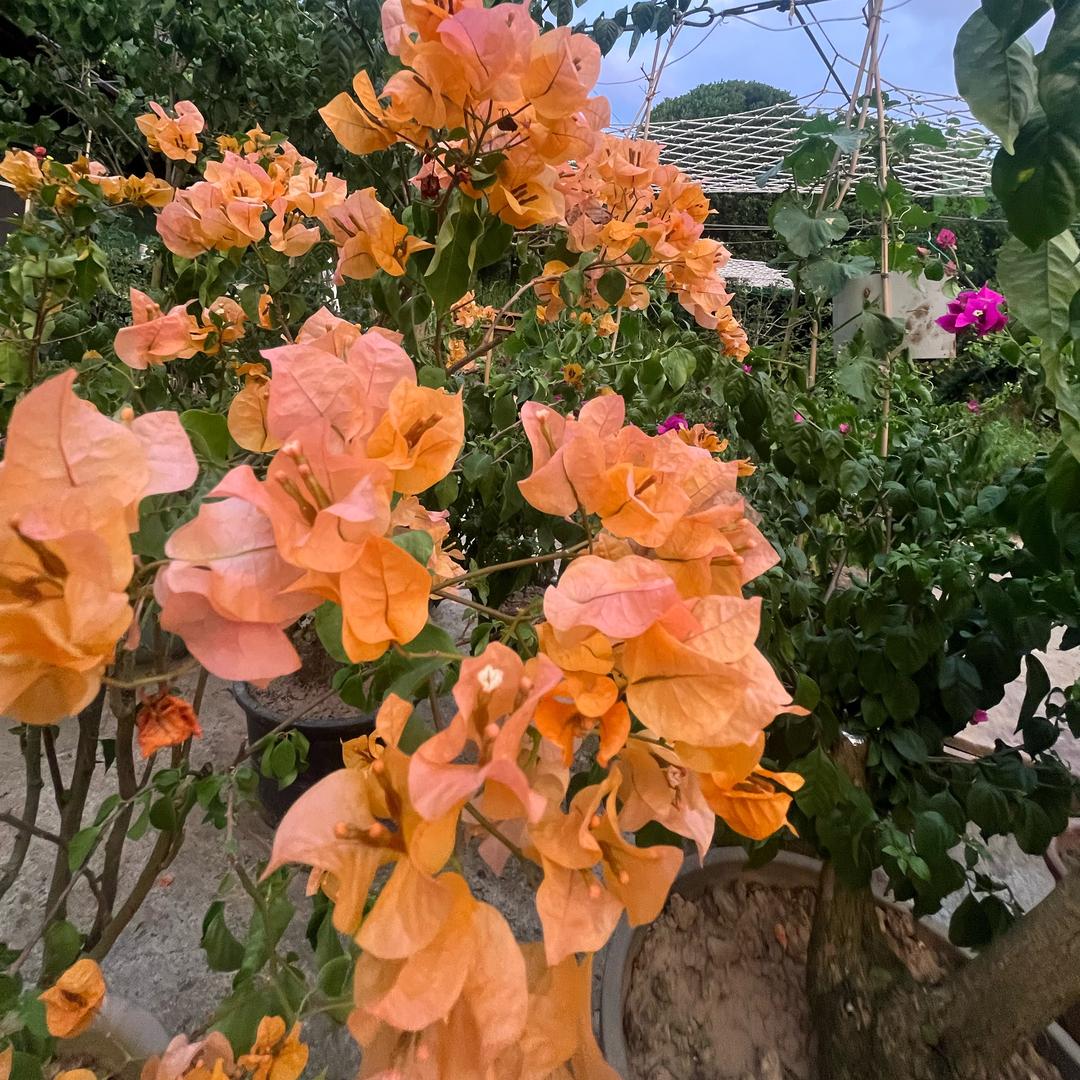 修行🦋爱与力量