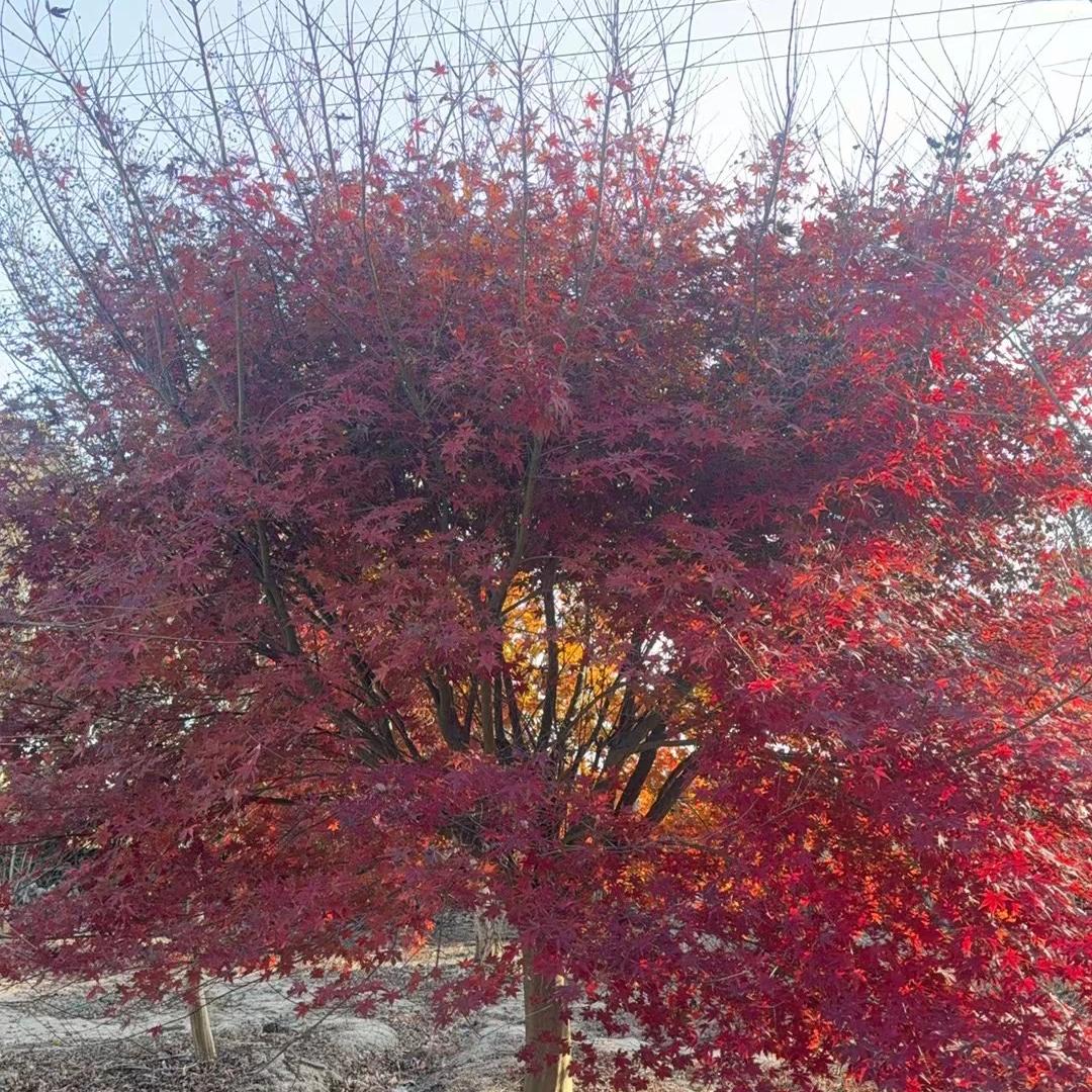 南通涵海园林优品小铺