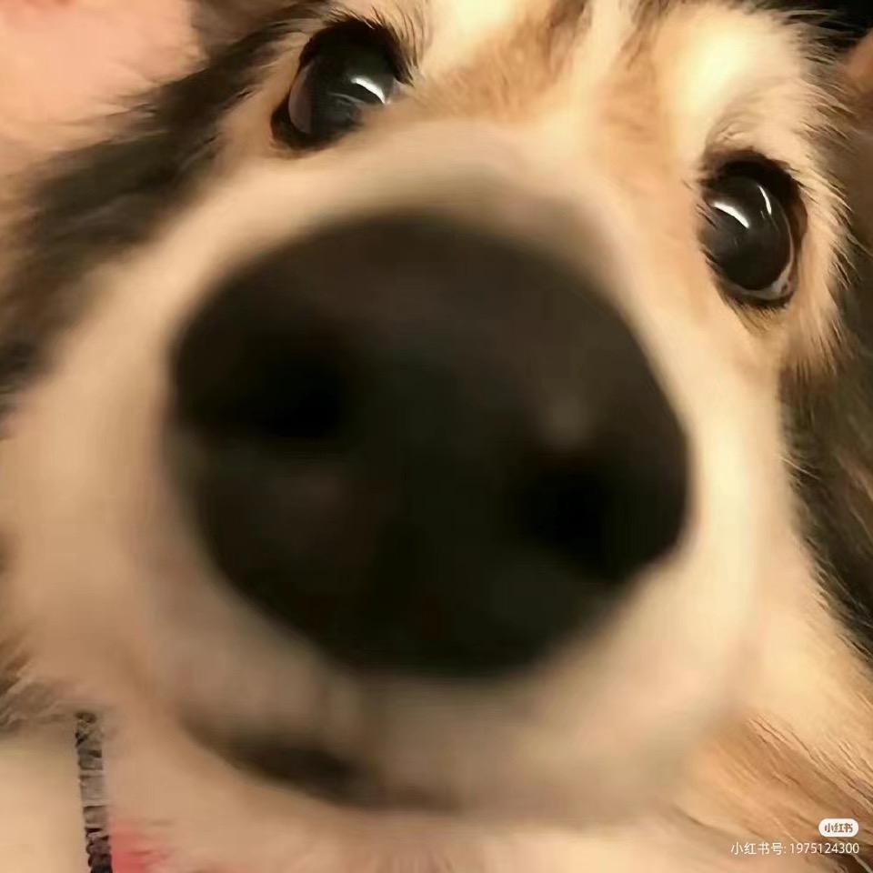 腼腆小美😴