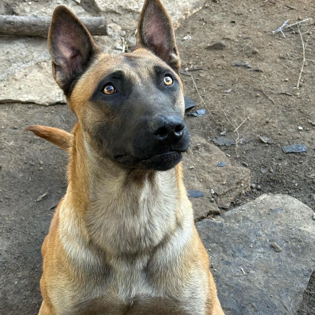 爱犬追风（马犬）