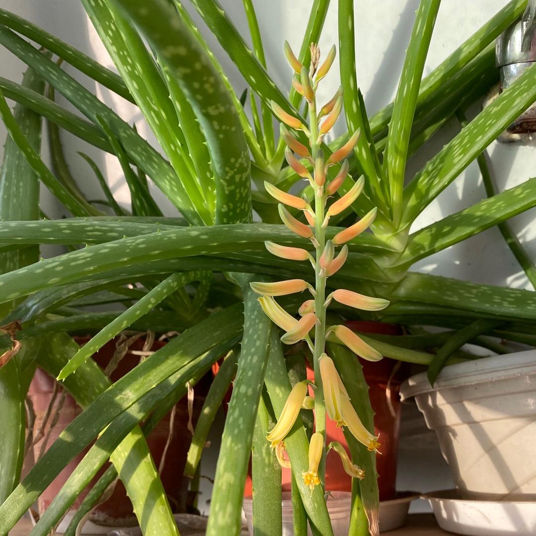 （互）学吧妈妈育儿经