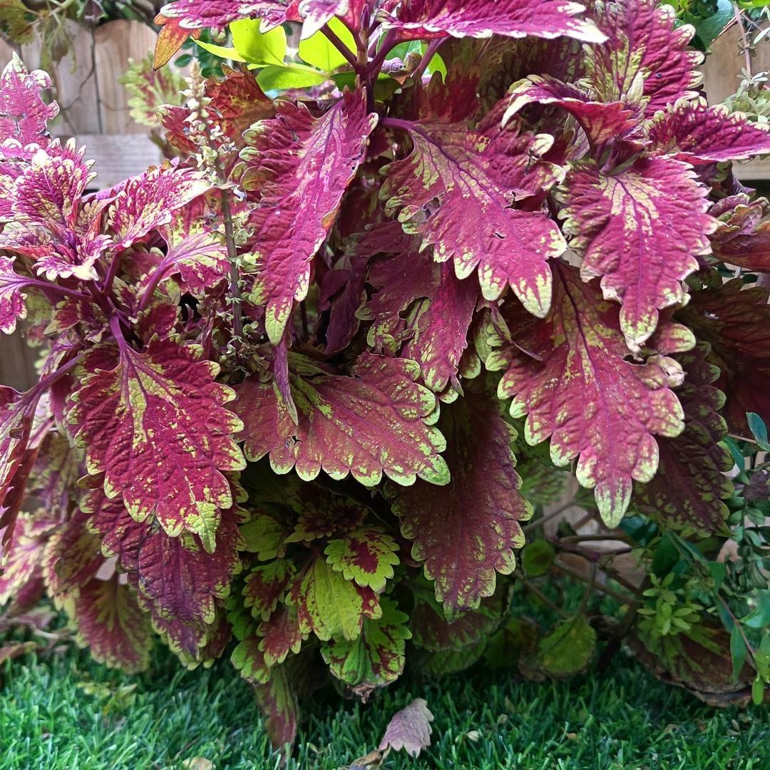 宛宛护肤工厂店的头像