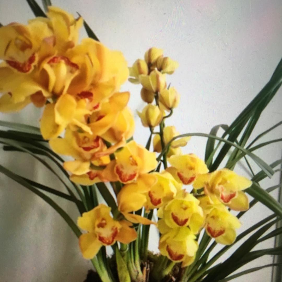 艾泽荣