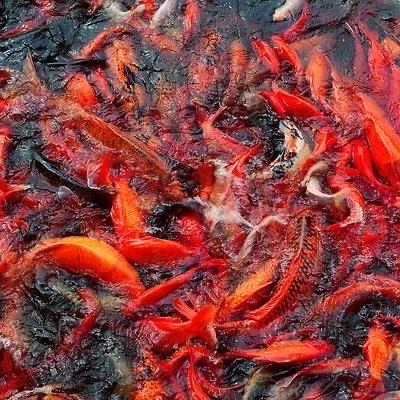 青岚集市水族草金专场