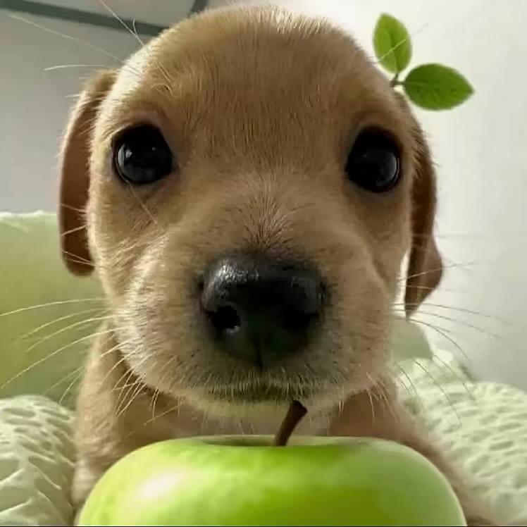 十七🥝