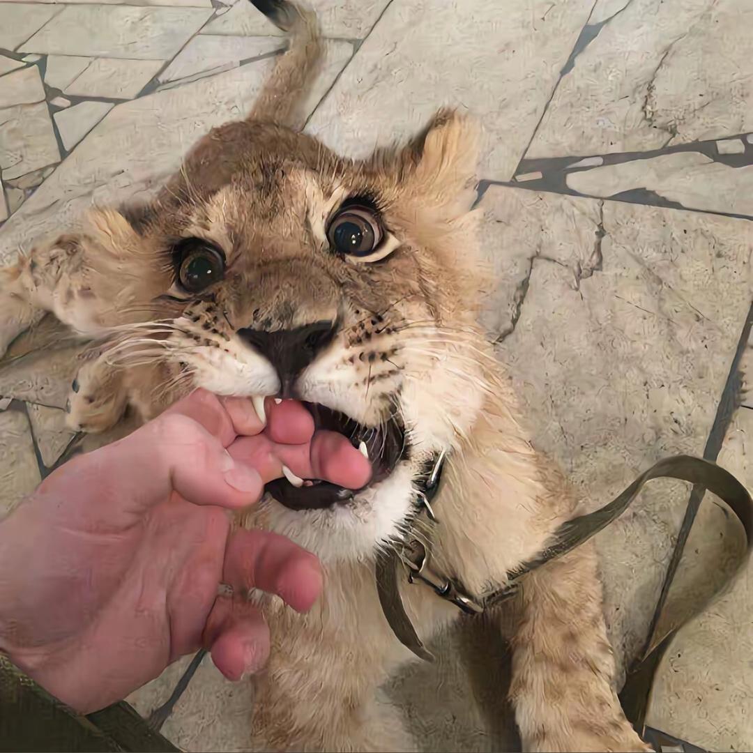 张迈