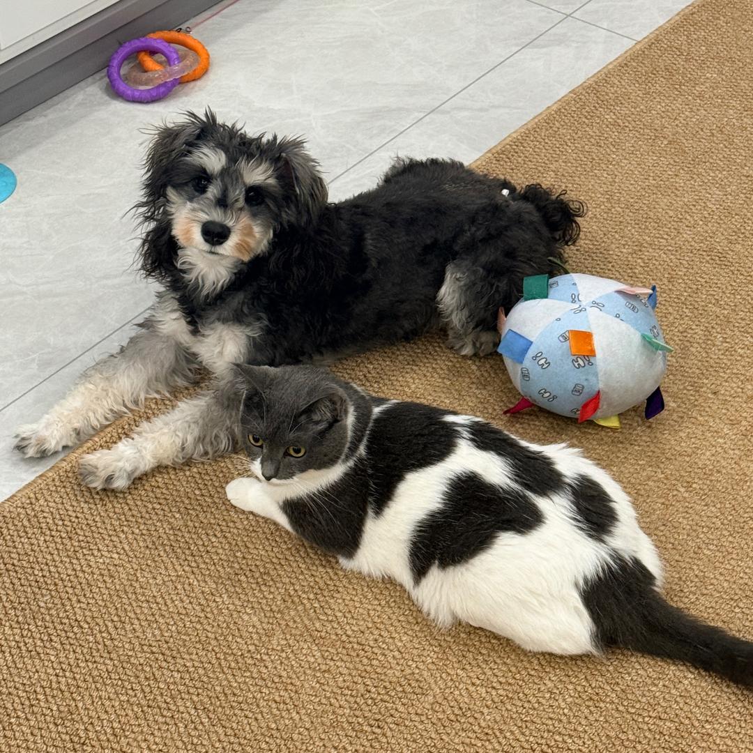 甜甜是只雪纳瑞