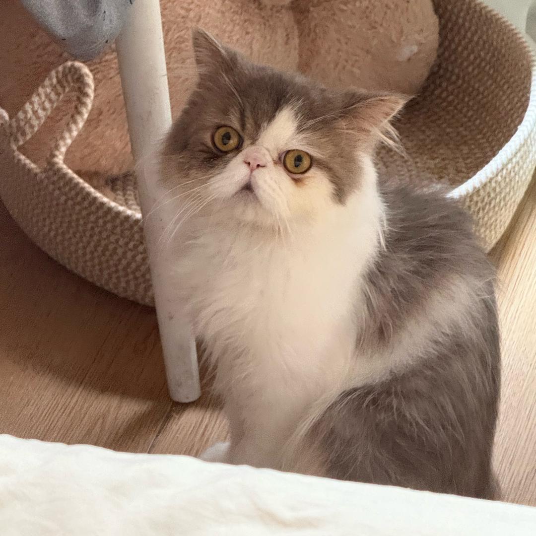 山中有只熊