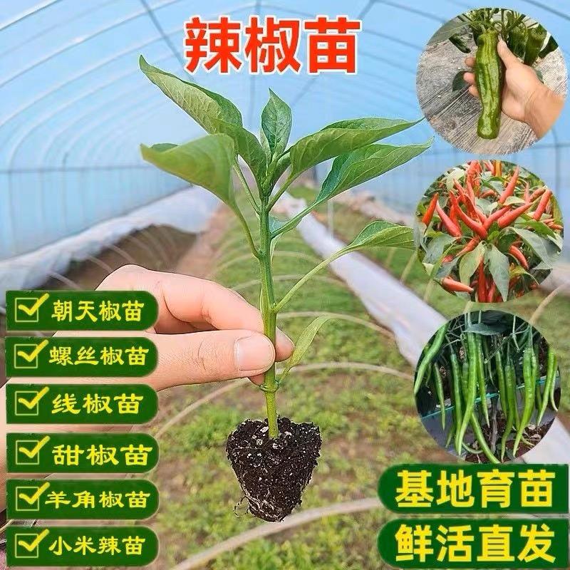 乐蔬园