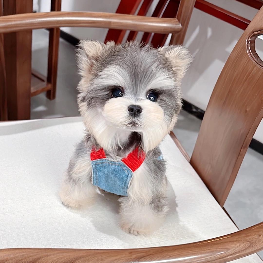 樱桃家雪纳瑞直播号（越越）