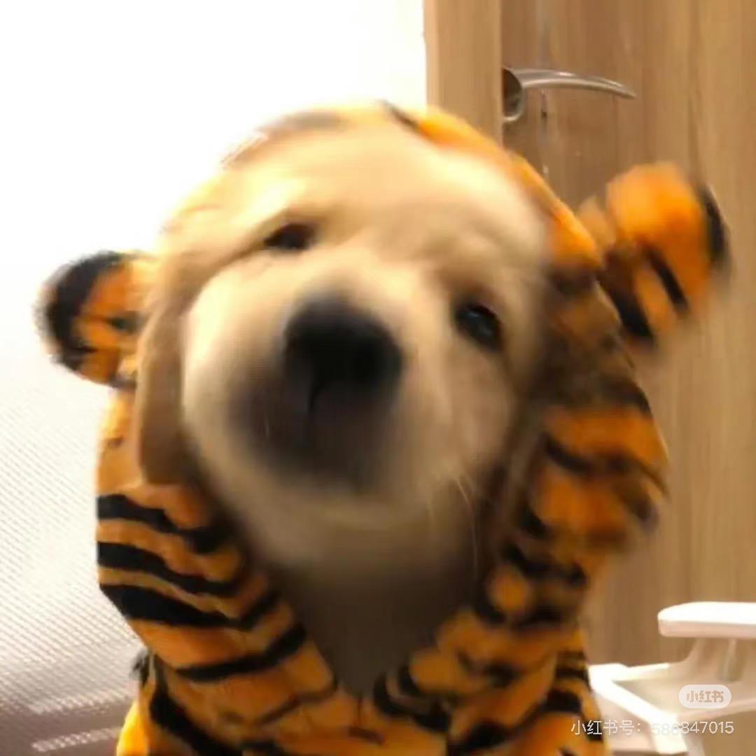 脆脆鲨Young