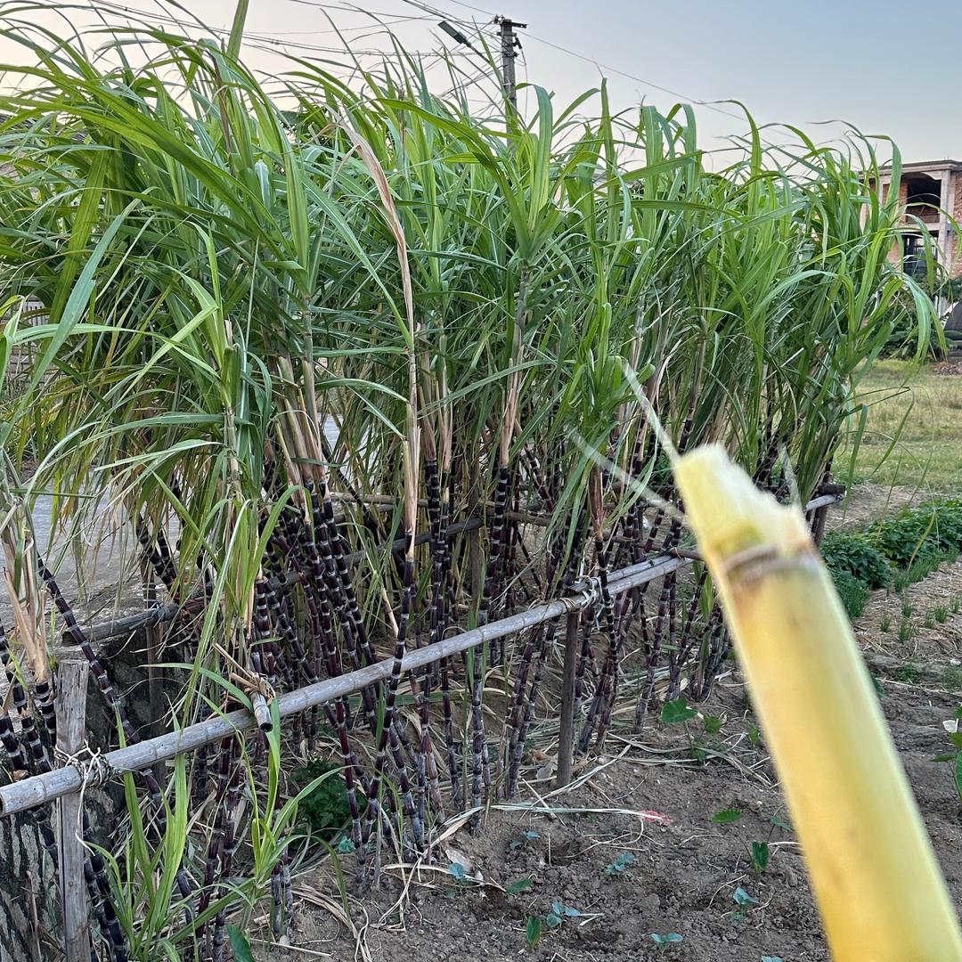 心想事成🌸🌺🌼