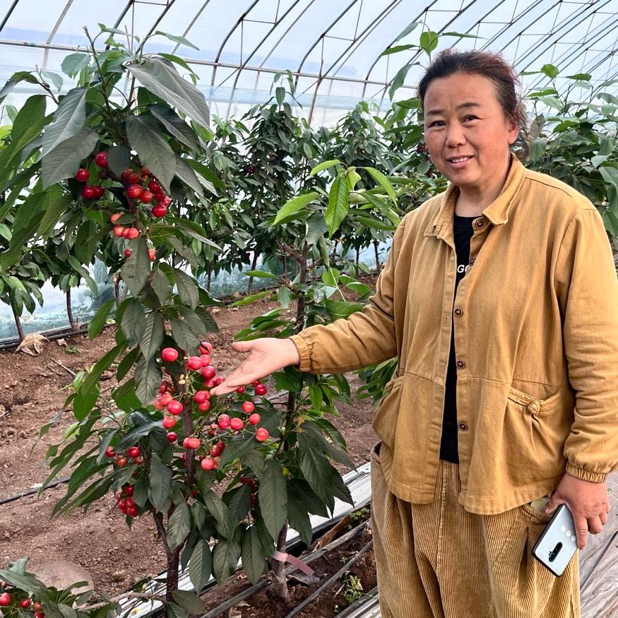 世超花卉果树苗木专营店