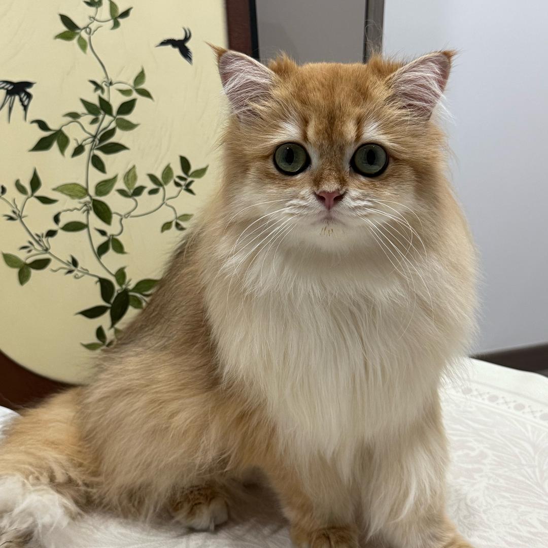 陈毛球（爱分享版）