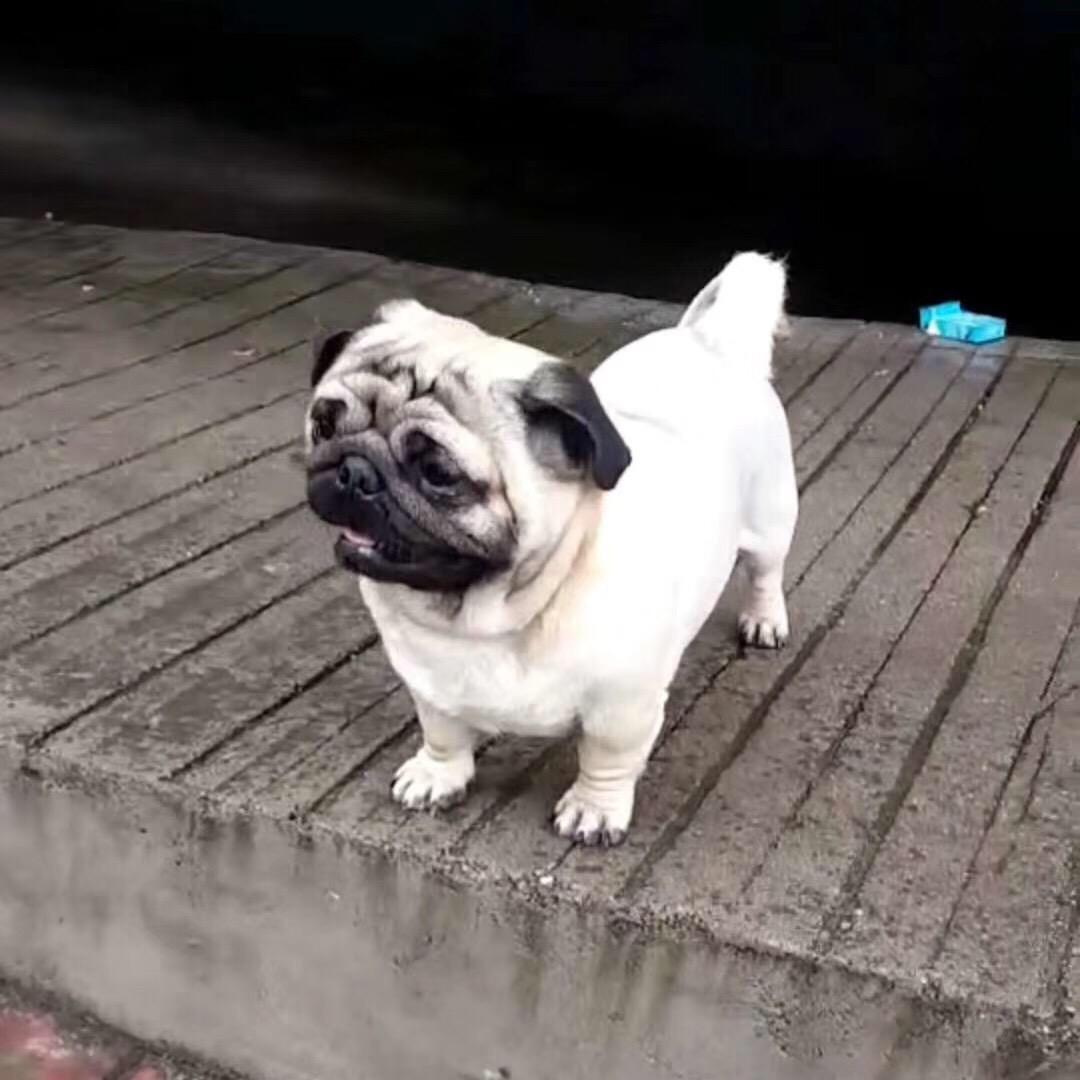 王小胖家小号Ruy
