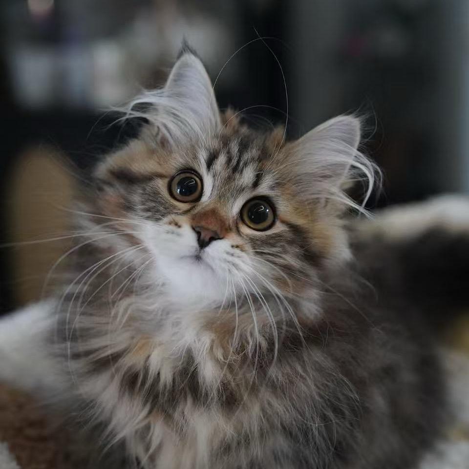 饼饼的爸爸