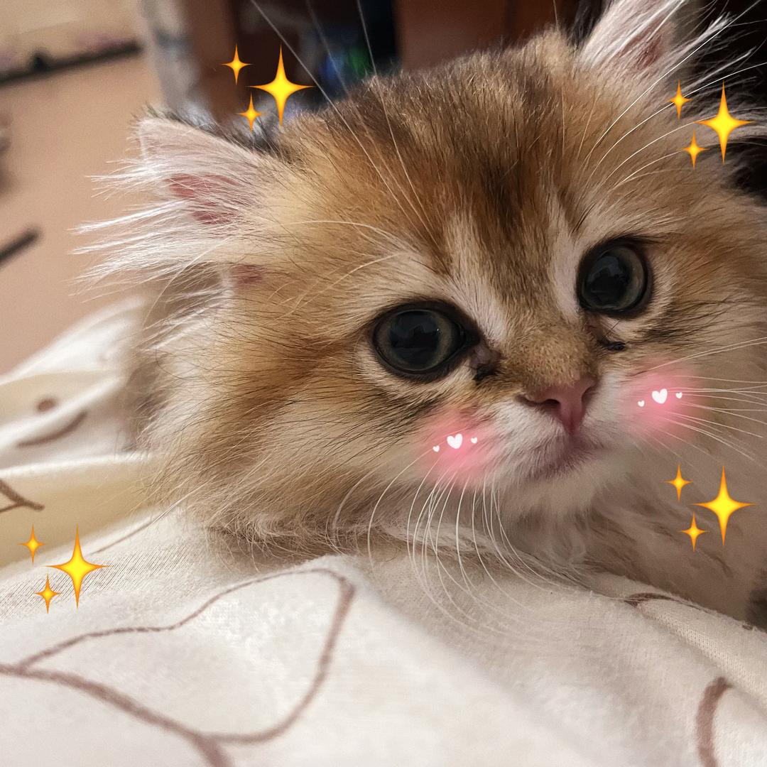 Yuki（多宠版）