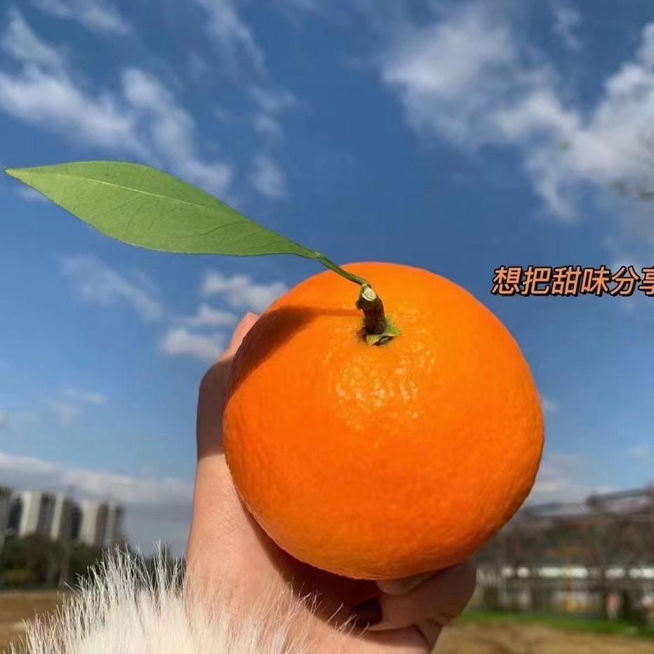 象山珍珍红美人农场