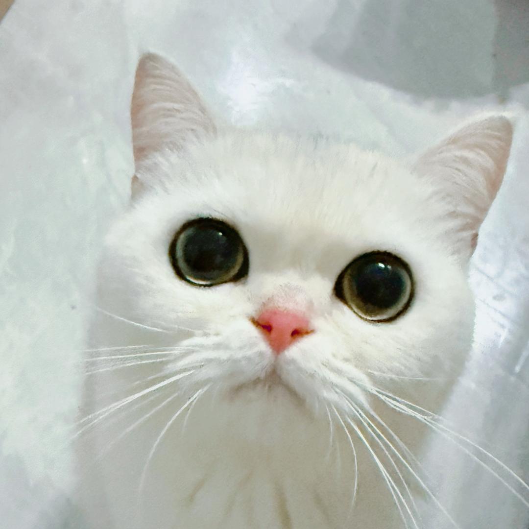 柚咪