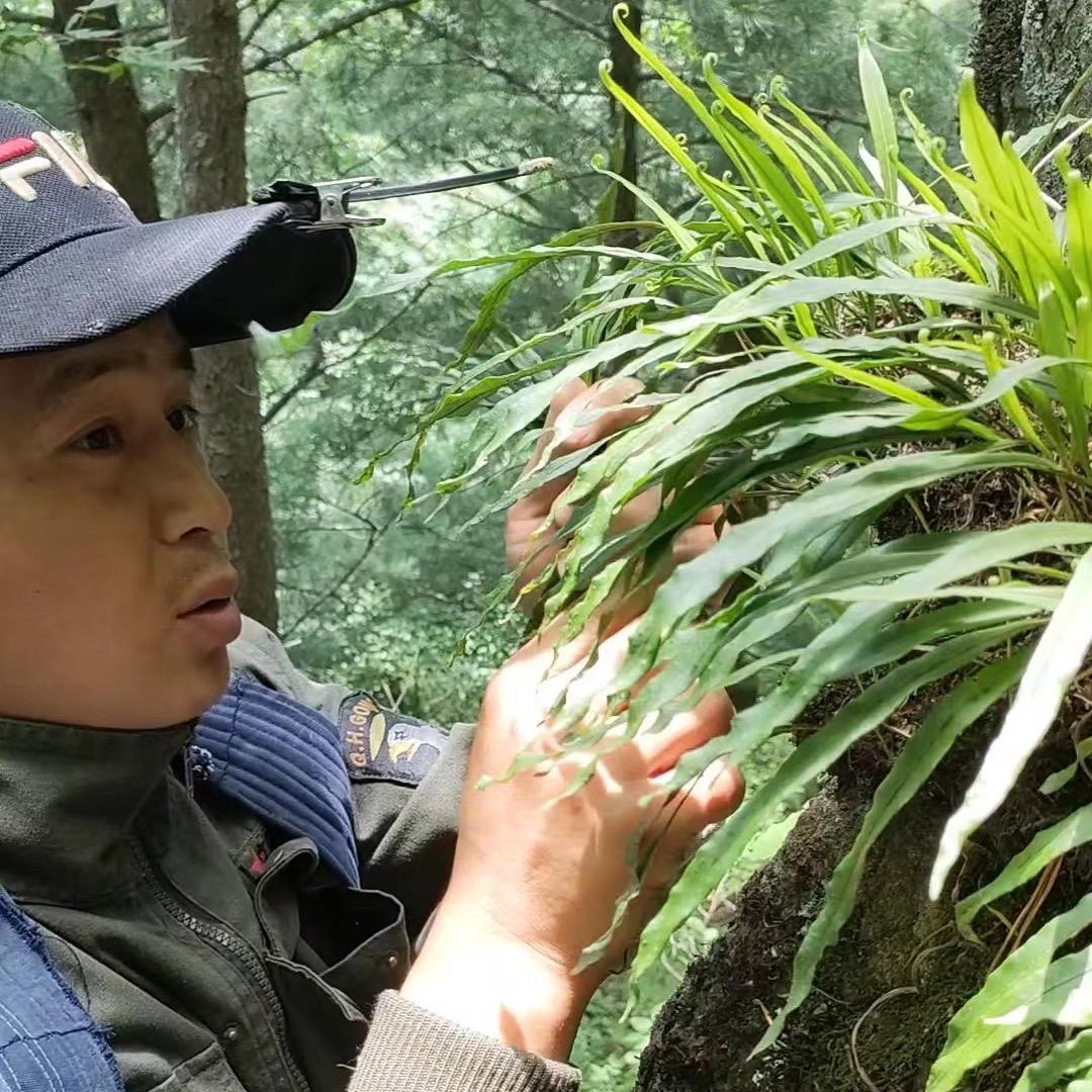 八零后采山人