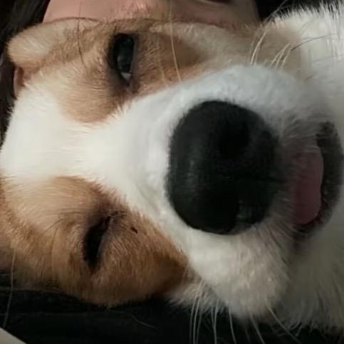 ao