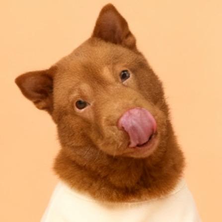 旺仔•五红犬