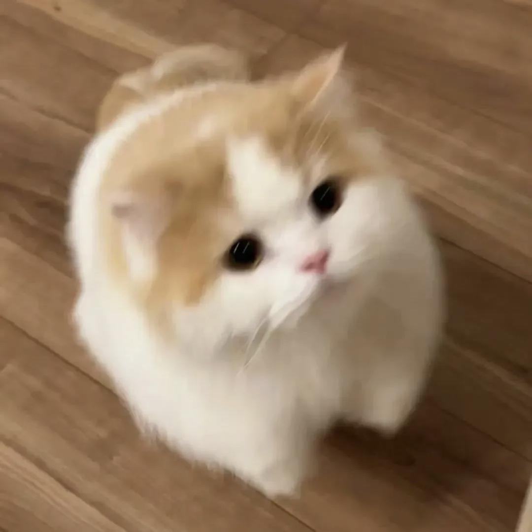 礼🥑