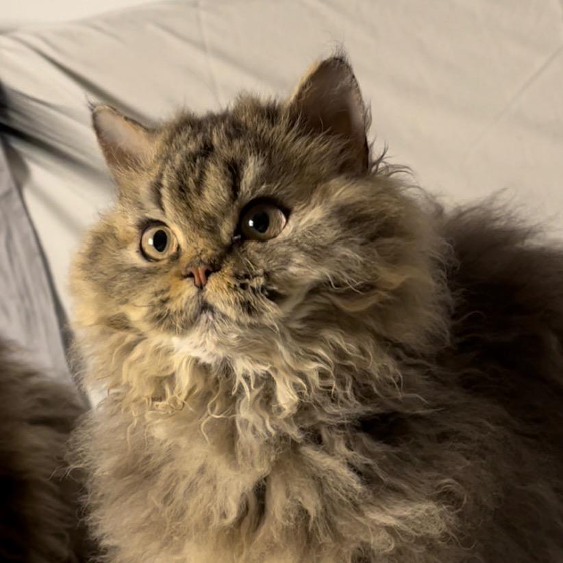 Spencer赛尔凯克卷毛猫