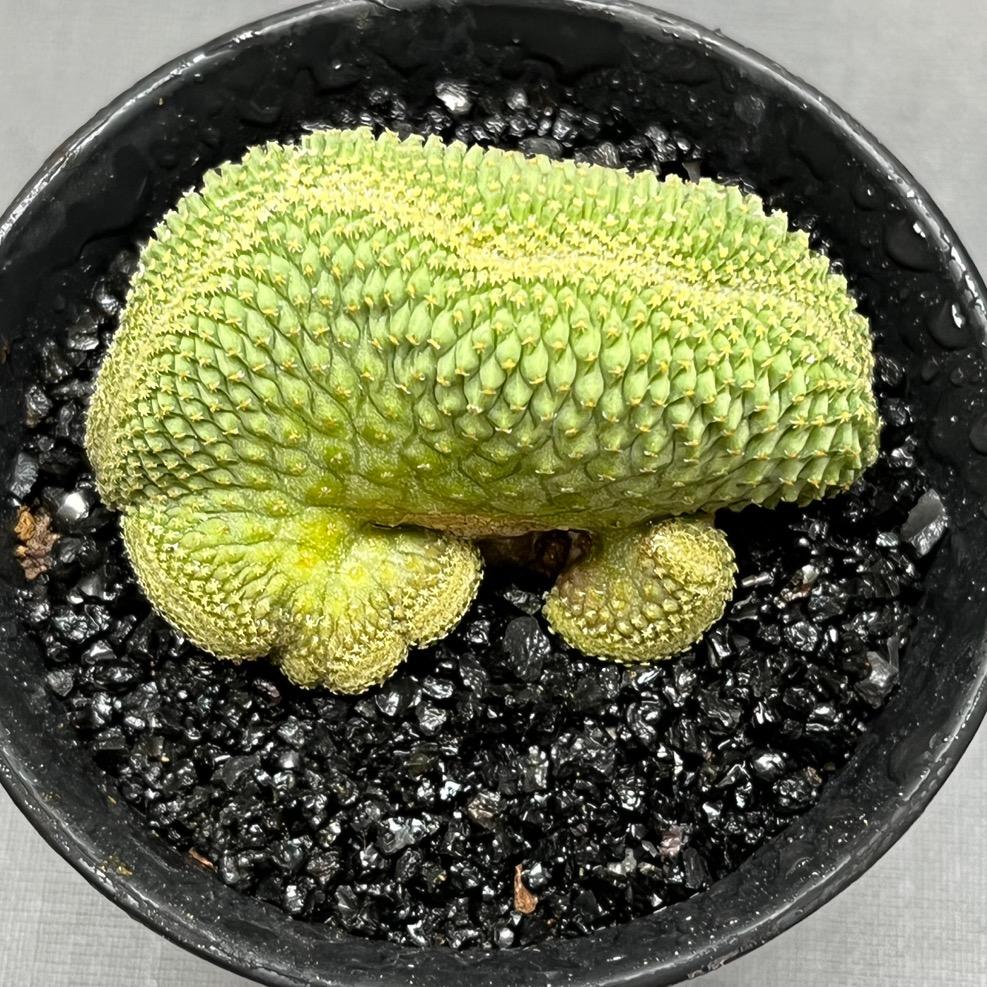田间花章园艺