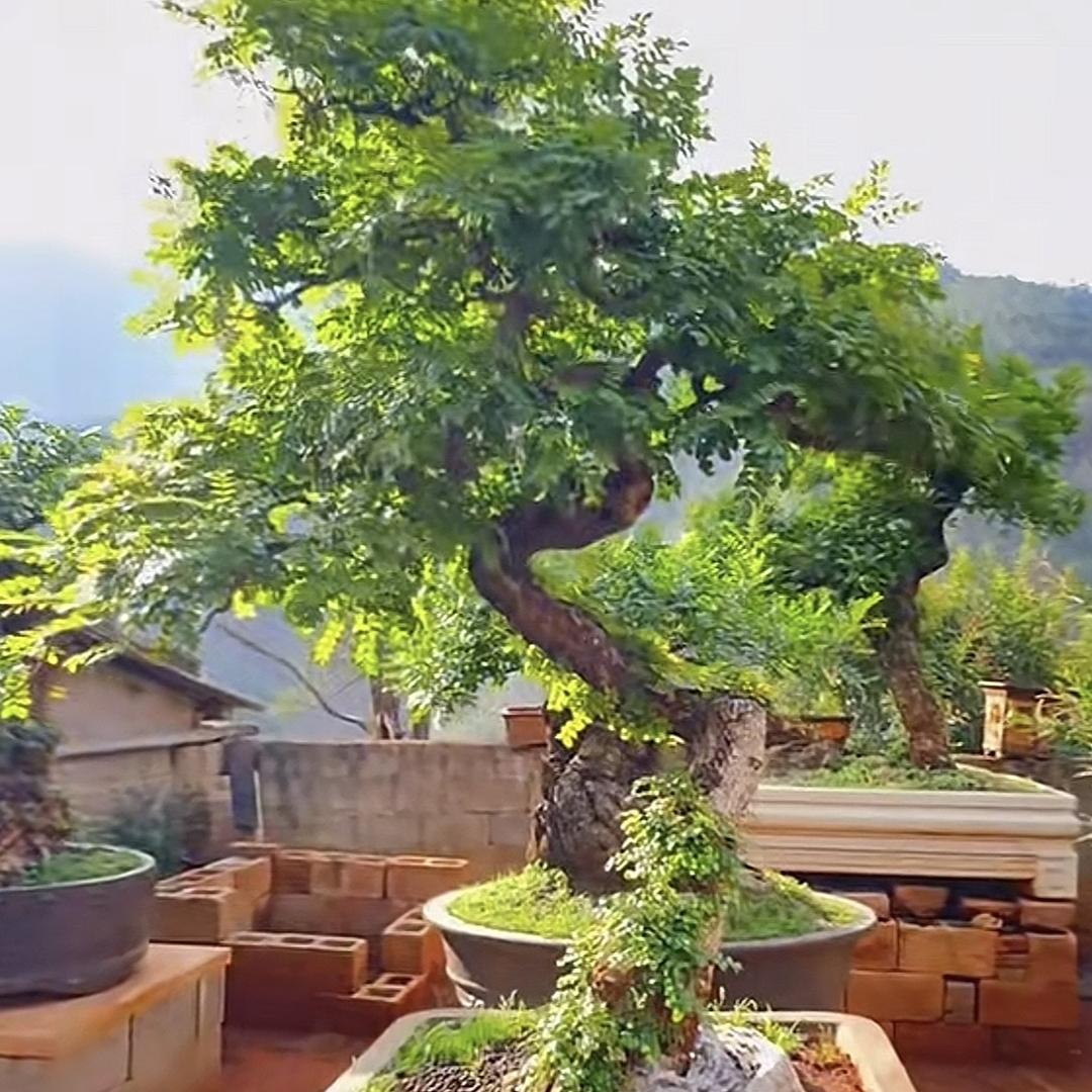 鲁蛇莱夫    园艺