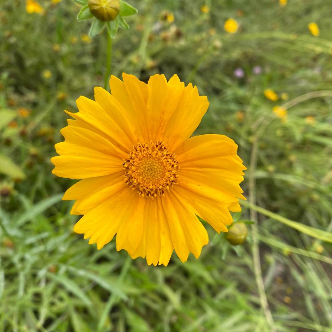 居家花园