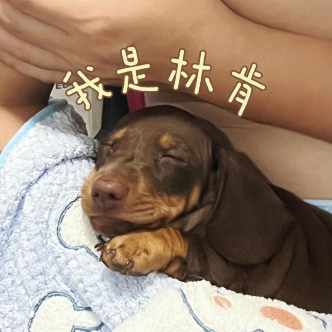 我是林肯是我
