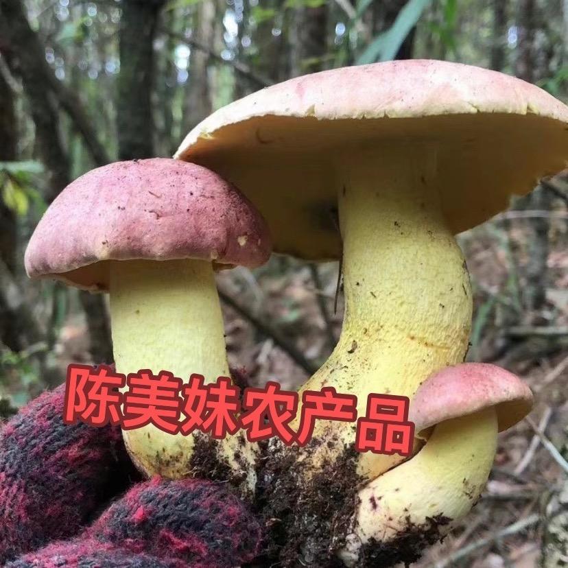 油茶菇娘