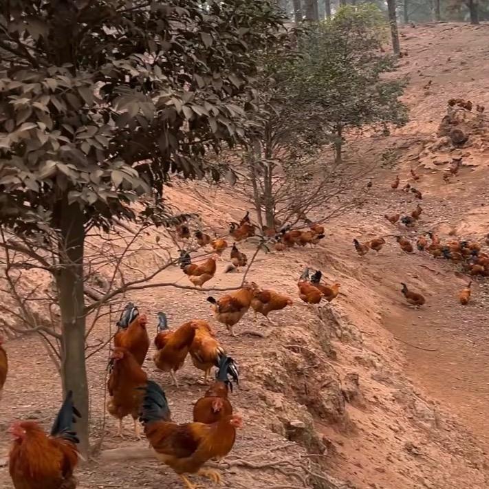 阿伟养鸡妙招🐓