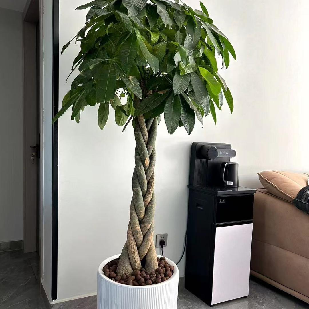 温精灵陶瓷花盆