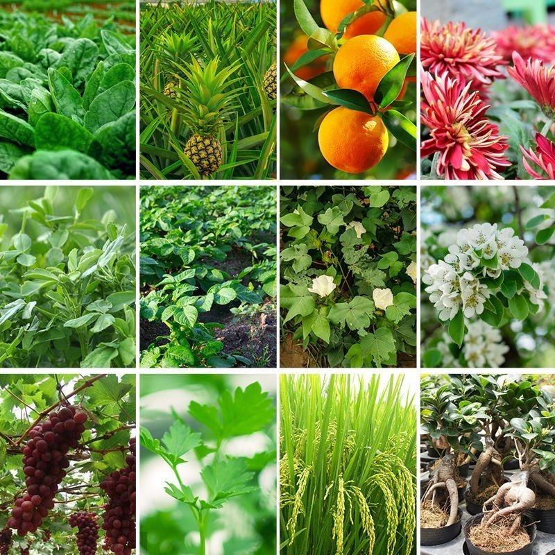 艾德农业～小艾