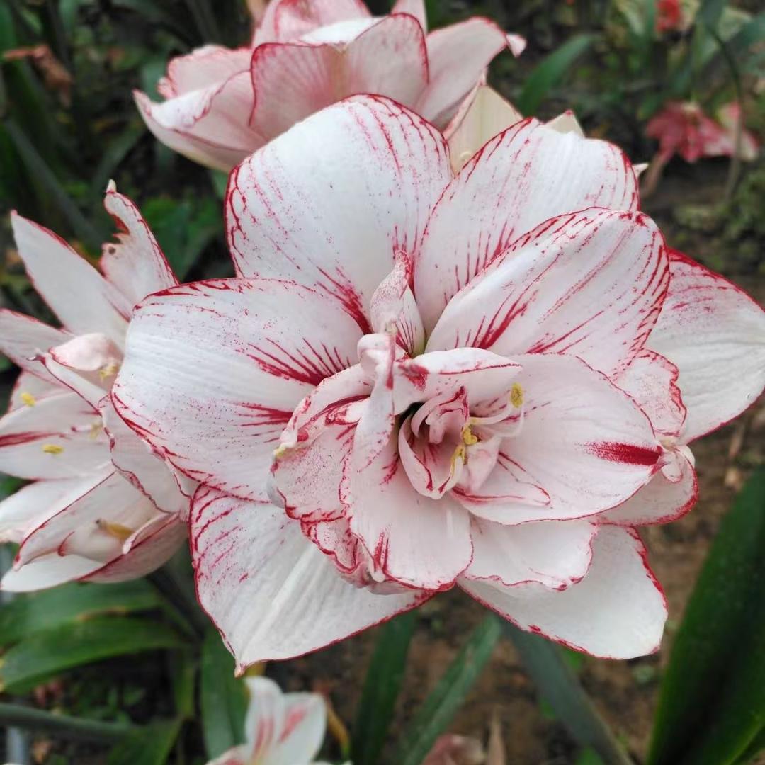 朱小陈花卉