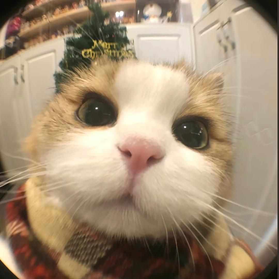 KB·冠希（巅峰极速）