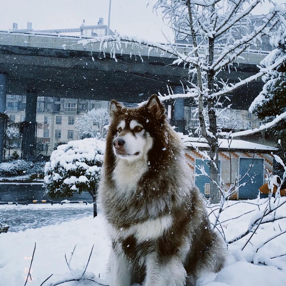 烨烨家阿拉斯加雪橇犬