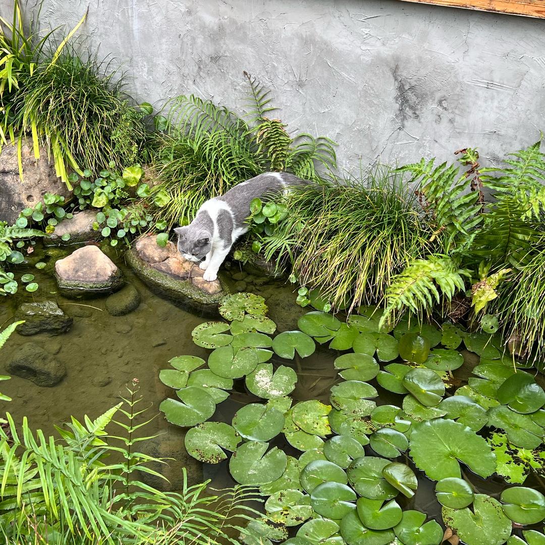 东东荔枝跑路了