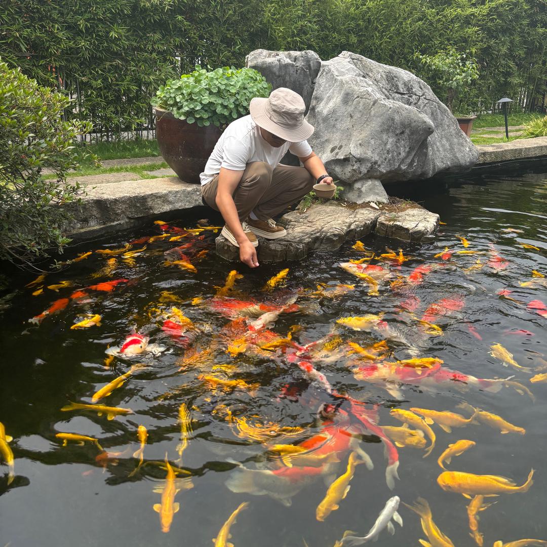 锦鲤鱼池—上川