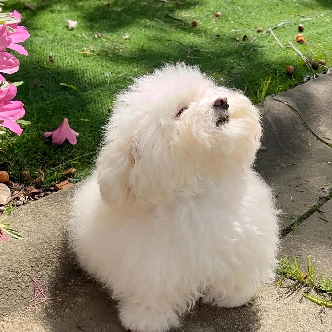 晕晕巧克力豆